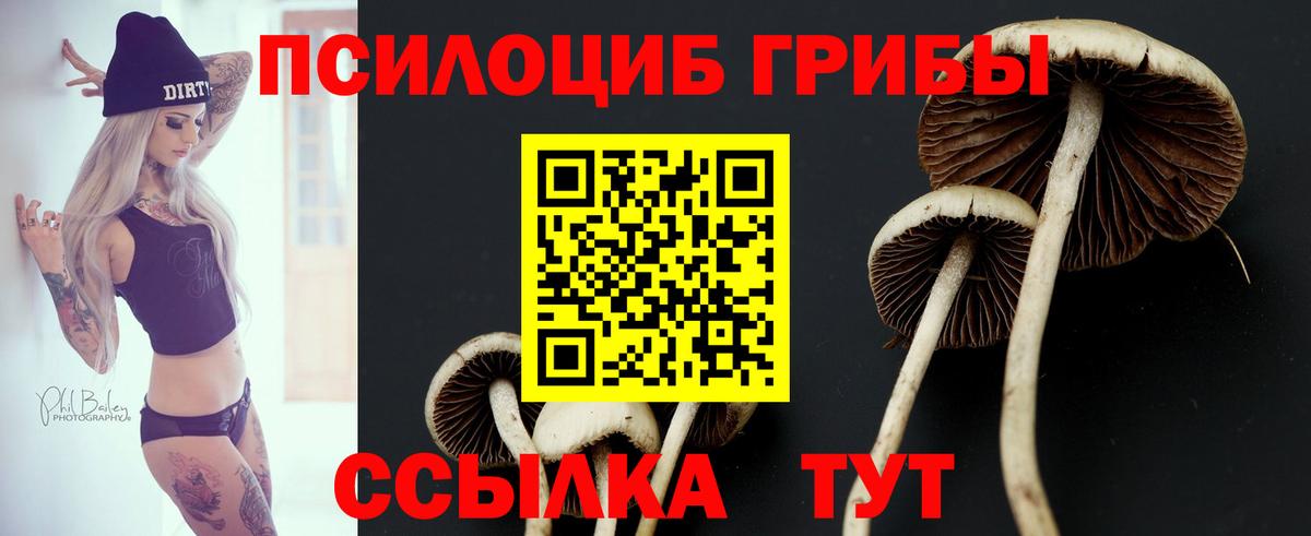 Псилоцибиновые грибы Cubensis Кыштым